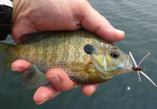 Rubber-legged spiders are a good way to entice bluegills on Fish Lake. Photo: Howard Meyerson