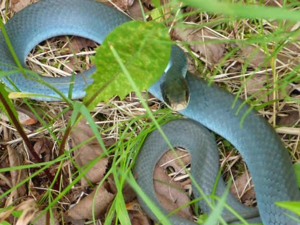 The Blue Racer is a fast, curious and non-venomous snake found in Michigan. snake  Photo: Howard Meyerson.