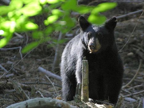Black Bears roam northern Michigan woods. Photo: Wikimedia  Commons