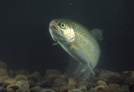 Hatchery steelhead raised in open water pens did not do as well as those released directly to the lake. Photo: USDA. 