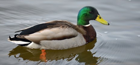 Mallards are the number one duck found in Michigan waterfowl hunter's bags. Photo: Howard Meyerson