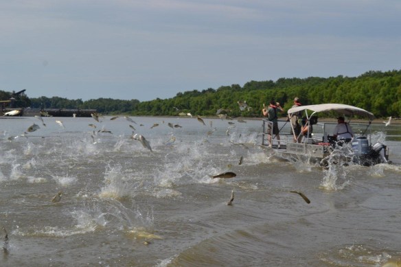 Silver carp jumping as a boat goes by. Photo: Asian Carp Regional Coordinating Comittee.