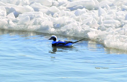 Long-tailed ducks are considered vulnerable globally, though North American populations are substantial.