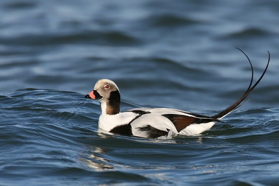 Long-tailed Duck populations are in trouble in some parts of the world. Photo by Wolfgang Wander, Wikimedia Commons. 