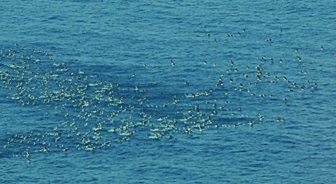 Long-tailed Ducks flock by the thousands on Lake Michigan waters. Photo by Joel Trick