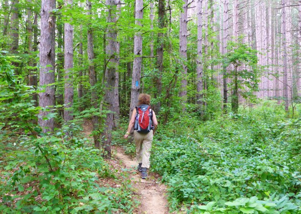 A hiker follows the blue blazes that mark the North Country Trail. Photo by Howard Meyerson