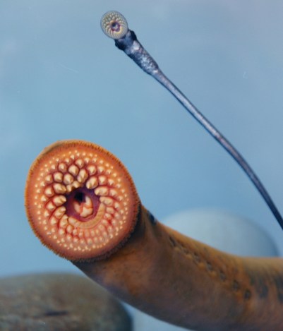 Back to back annual lampricide treatments are knocking down populations of young lamprey/. Source: T. Lawrence, GLFC