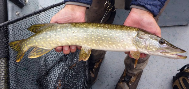The lower Pere Marquette River is an excellent pike fishery. This 20-incher hit a gold spinner. Photo by Howard Meyerson