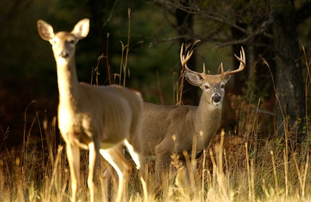 Michigan Department of Natural Resources officials say the upcoming firearm deer season will require more planning and scouting by hunters if they plan to bag a big one. DNR officials say the acorn crop is spotty and deer will be on the move, meaning hunters can’t rely on the usual hunting spots. Photo courtesy of the Michigan Department of Natural Resources)