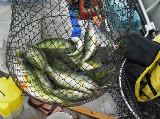 A healthy 2015 year class is expected to revive perch fishing. Photo by Howard Meyerson.
