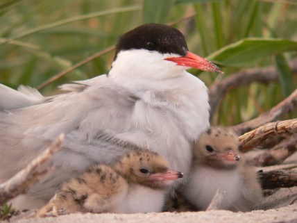 Common_tern_and_chicks USFWS