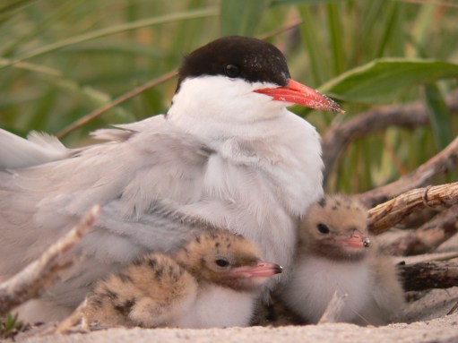 Common_tern_and_chicks USFWS