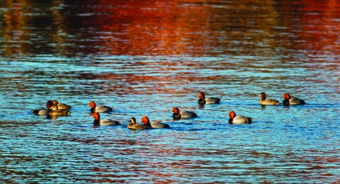 Redheaded Ducks by Skye Haas