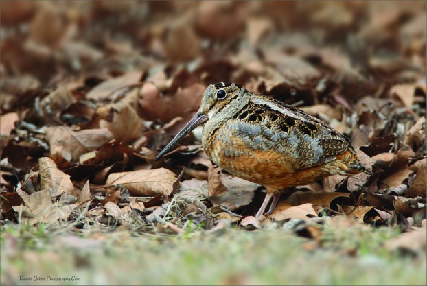 American Woodcock (Daniel Behm)