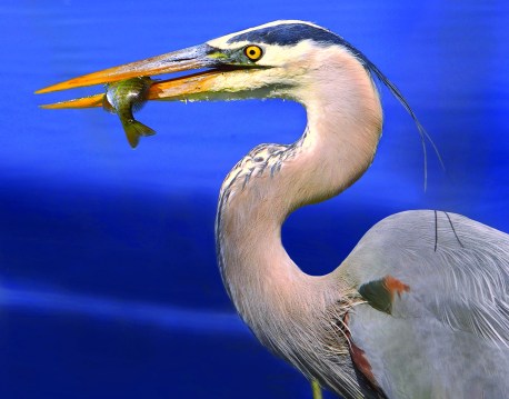 Great Blue Heron (Andrea Westmoreland)