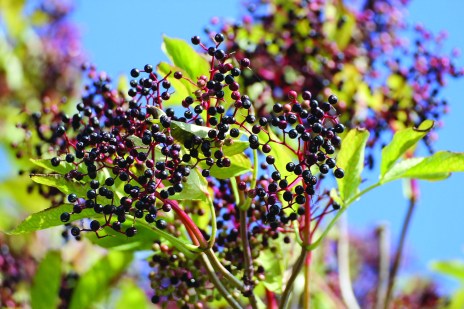 elderberry-432610_1280-1