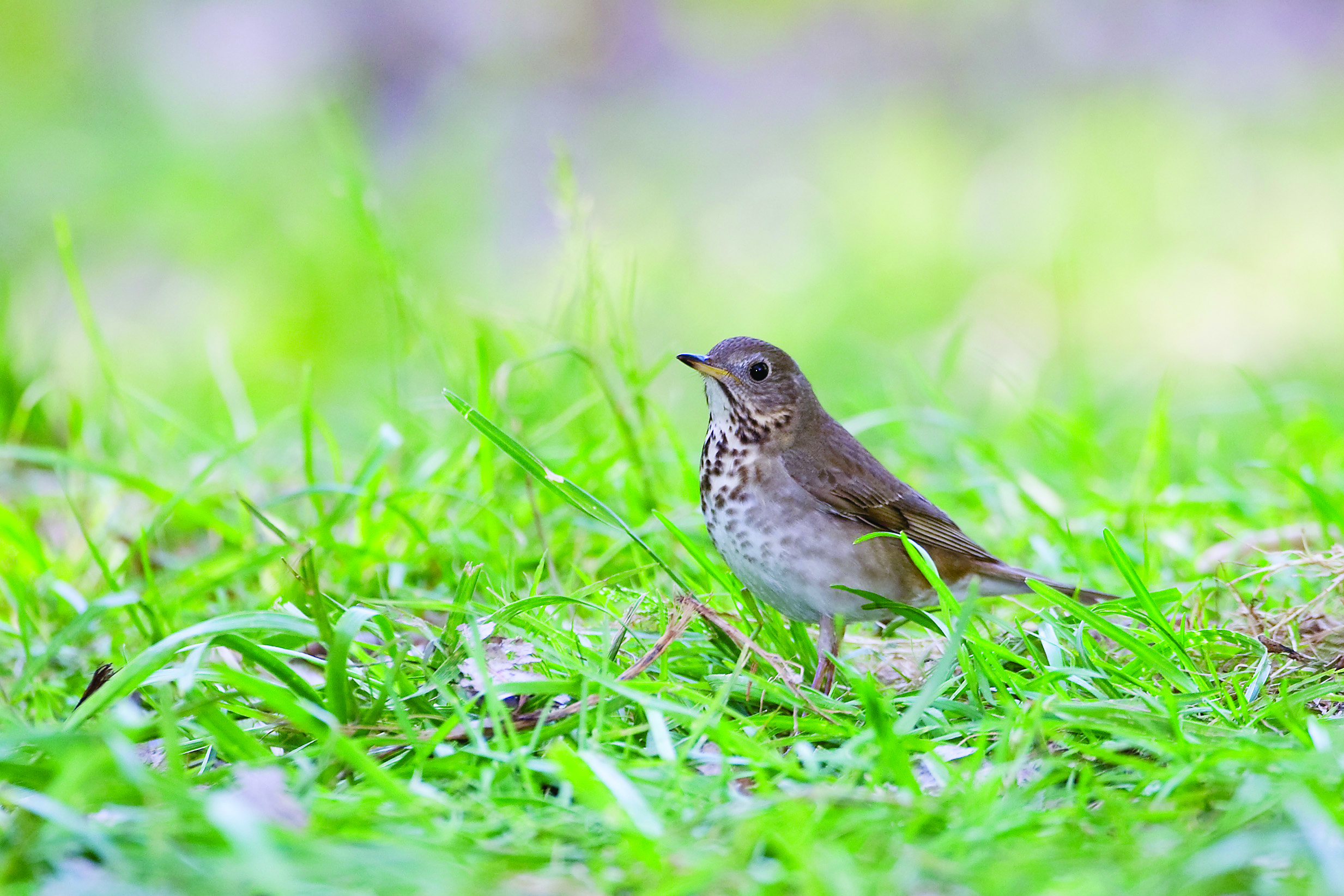 swainsons-thrush-photo-josh-haas